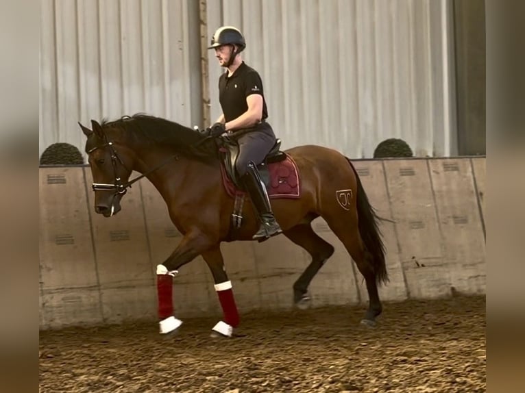 Cruzado Wallach 4 Jahre 158 cm Brauner in Neustadt (Wied)