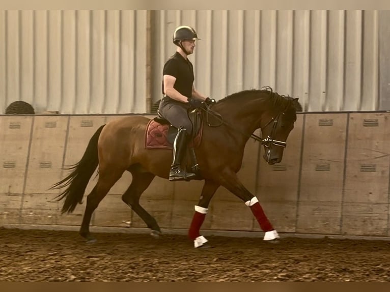 Cruzado Wallach 4 Jahre 158 cm Brauner in Neustadt (Wied)