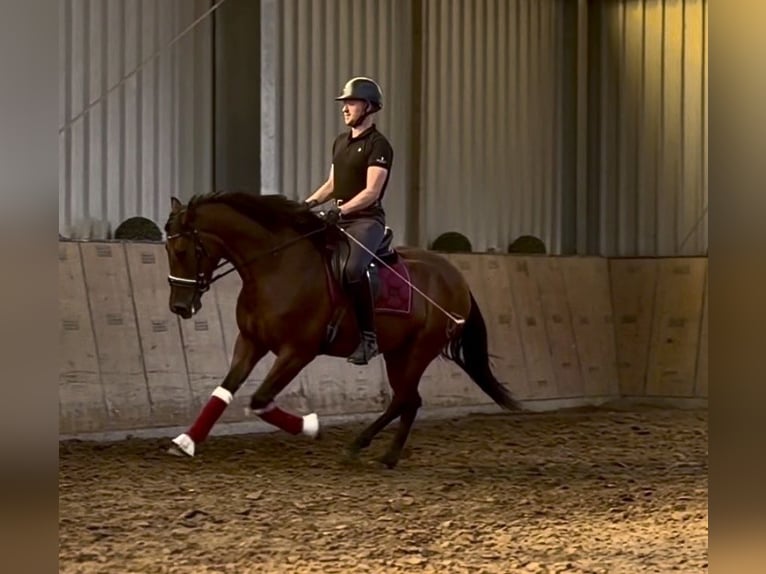 Cruzado Wallach 4 Jahre 158 cm Brauner in Neustadt (Wied)