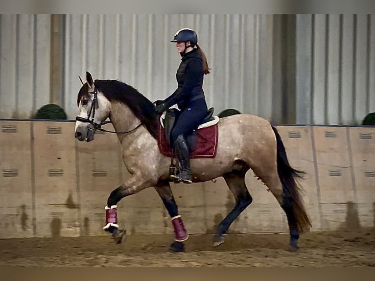 Cruzado Wallach 4 Jahre 158 cm Braunfalbschimmel in Neustadt (Wied)
