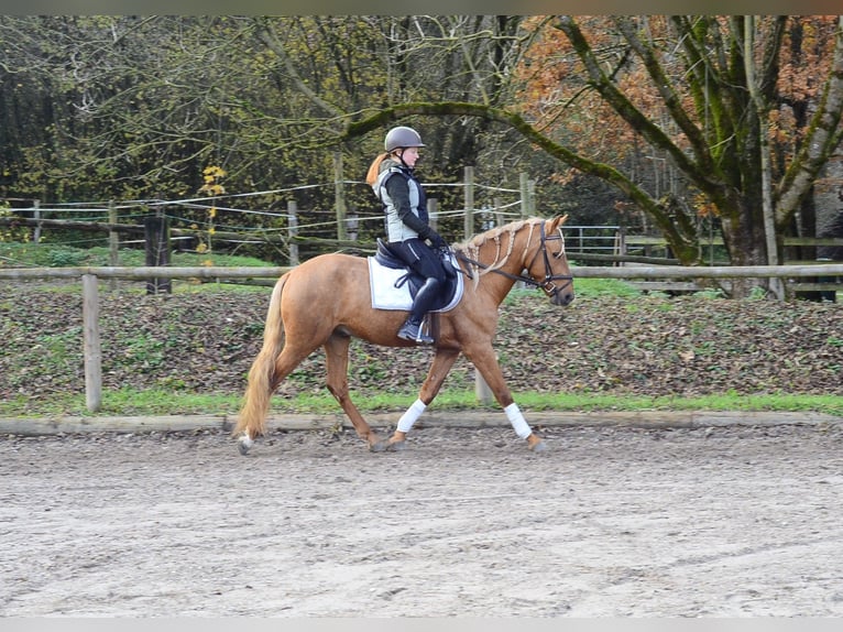 Cruzado Wallach 4 Jahre 158 cm Palomino in Wellheim