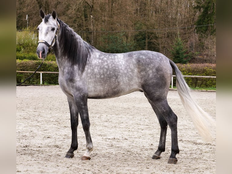 Cruzado Wallach 4 Jahre 158 cm Schimmel in Neustadt (Wied)