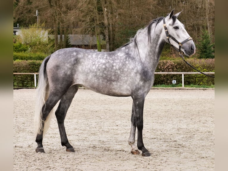 Cruzado Wallach 4 Jahre 158 cm Schimmel in Neustadt (Wied)