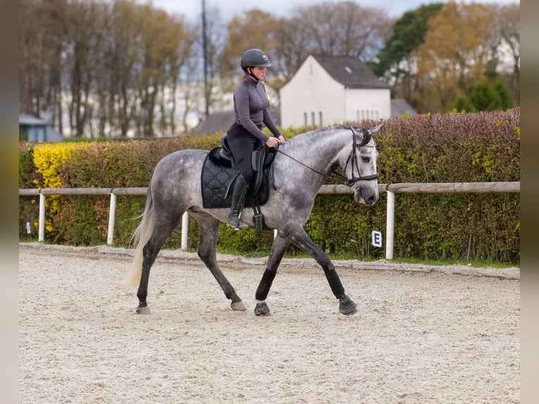 Cruzado Wallach 4 Jahre 158 cm Schimmel in Neustadt (Wied)