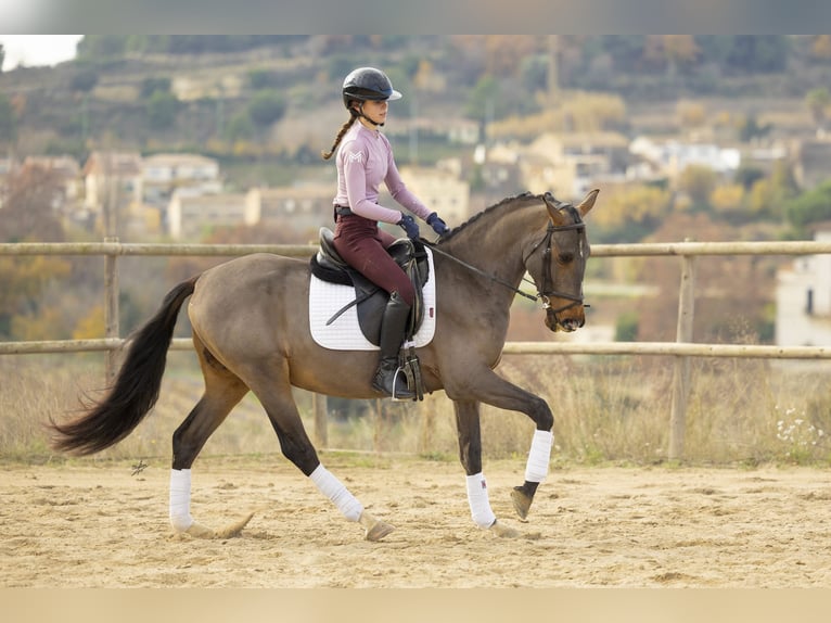 Cruzado Wallach 4 Jahre 160 cm Brauner in Subirats
