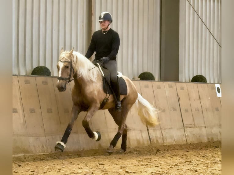 Cruzado Wallach 4 Jahre 160 cm Palomino in Neustadt (Wied)