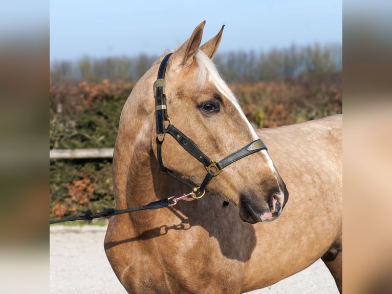 Cruzado Wallach 4 Jahre 160 cm Palomino in Neustadt (Wied)