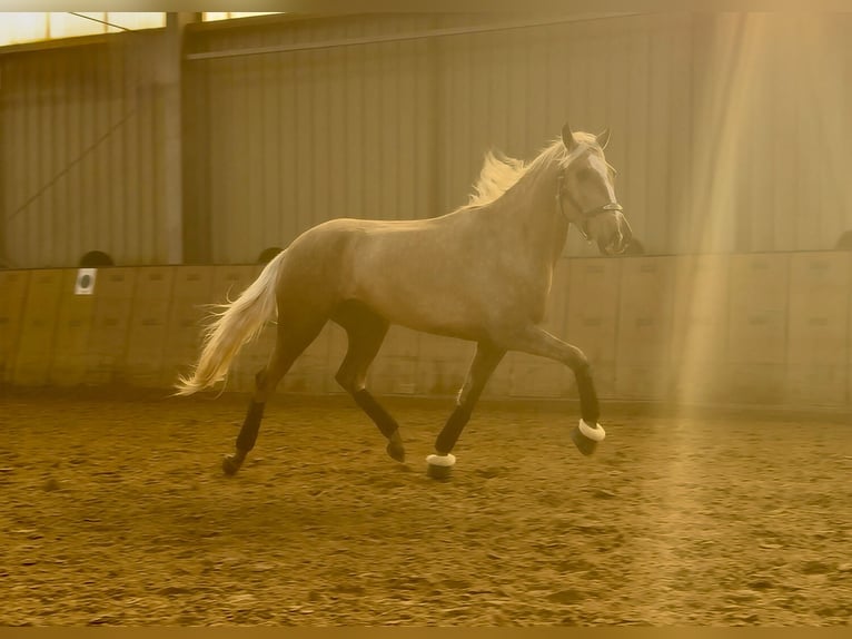Cruzado Wallach 4 Jahre 160 cm Palomino in Neustadt (Wied)