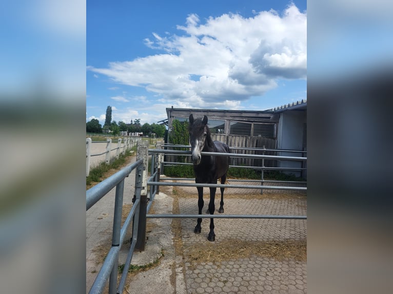 Cruzado Wallach 4 Jahre 162 cm Braunfalbschimmel in Kehl-Odelshofen