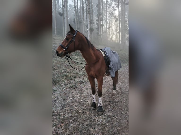 Cruzado Wallach 4 Jahre 162 cm Braunfalbschimmel in Kehl-Odelshofen