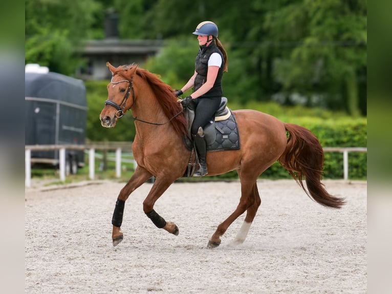 Cruzado Wallach 4 Jahre 163 cm Dunkelfuchs in Neustadt (Wied)