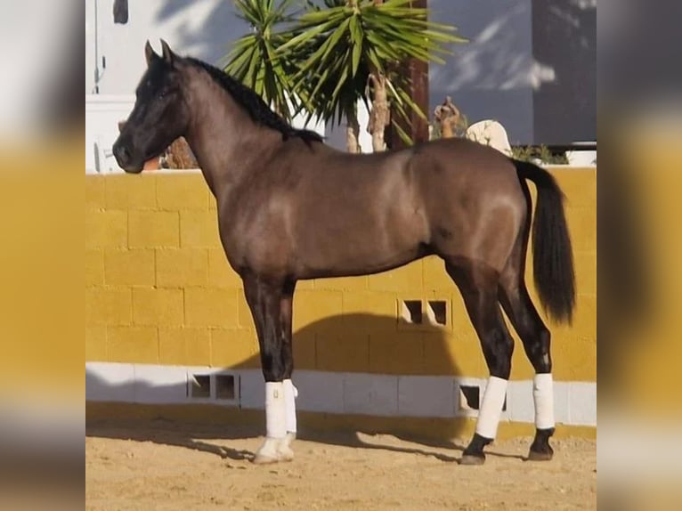 Cruzado Wallach 4 Jahre 165 cm Rappe in Sabadell Cruzado Wallach 4 Jahre 165 cm Rappe in Sabadell