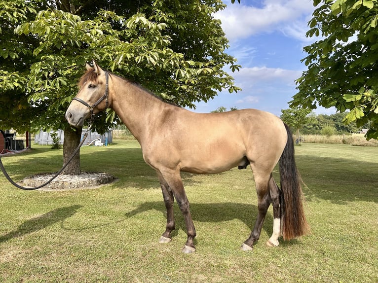 Cruzado Wallach 4 Jahre 166 cm Buckskin in Lippetal