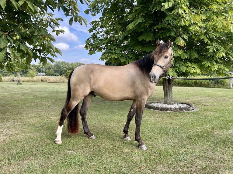 Cruzado Wallach 4 Jahre 166 cm Buckskin in Lippetal