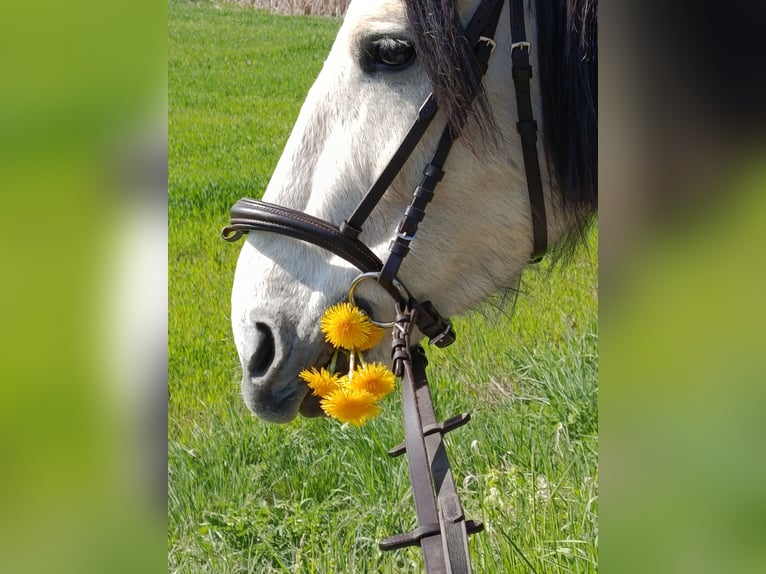 Cruzado Wallach 5 Jahre 150 cm Apfelschimmel in Wismar