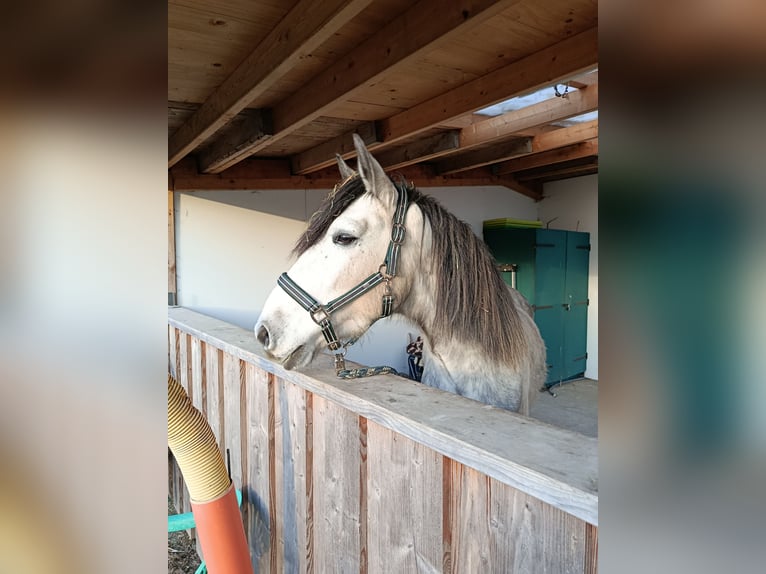 Cruzado Wallach 5 Jahre 150 cm Apfelschimmel in Wismar