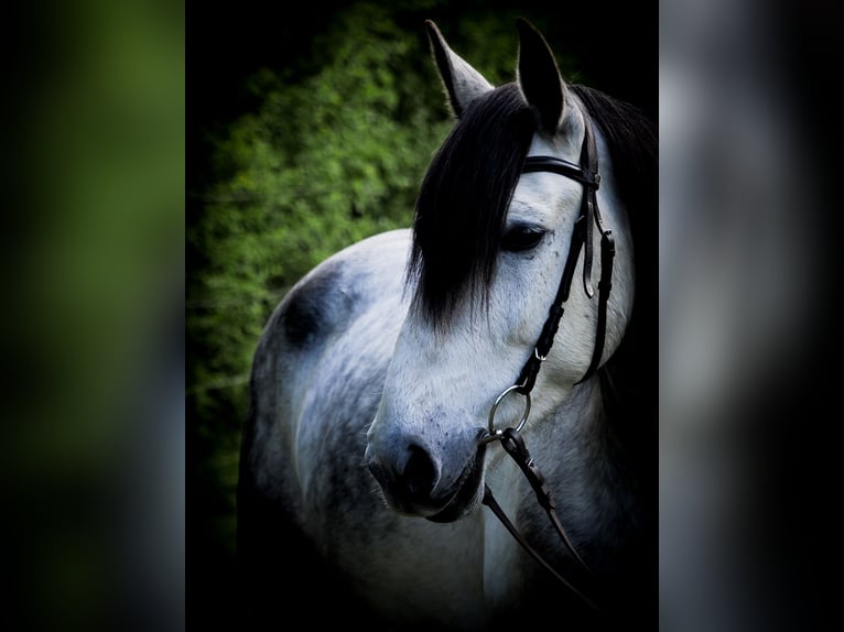 Cruzado Wallach 5 Jahre 150 cm Apfelschimmel in Wismar