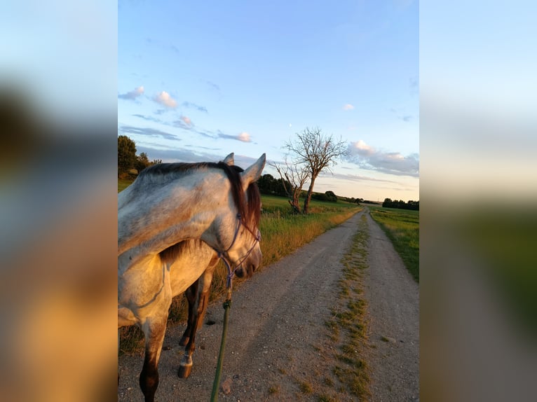 Cruzado Wallach 5 Jahre 150 cm Apfelschimmel in Wismar