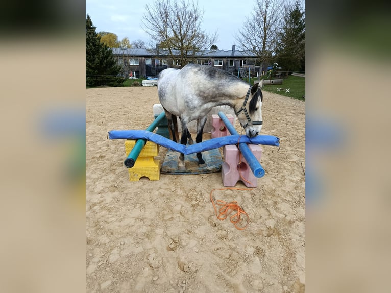 Cruzado Wallach 5 Jahre 150 cm Apfelschimmel in Wismar