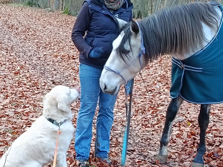 Cruzado Wallach 5 Jahre 150 cm Apfelschimmel in Wismar