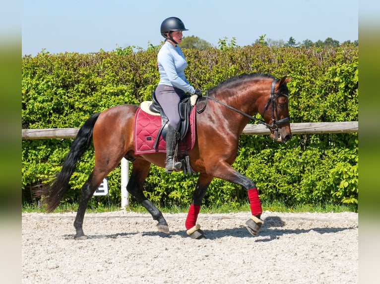 Cruzado Wallach 5 Jahre 150 cm Brauner in Neustadt (Wied)