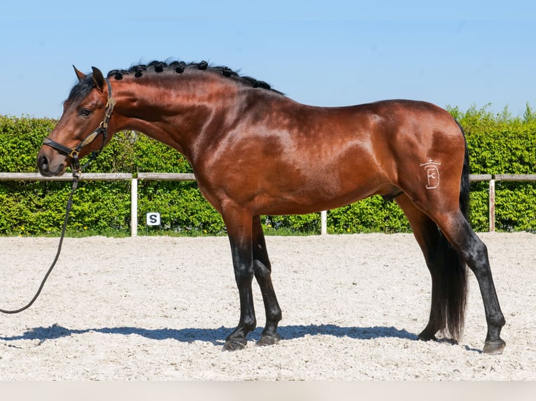 Cruzado Wallach 5 Jahre 150 cm Brauner in Neustadt (Wied)