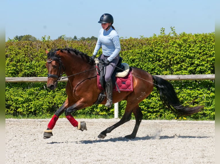 Cruzado Wallach 5 Jahre 150 cm Brauner in Neustadt (Wied)