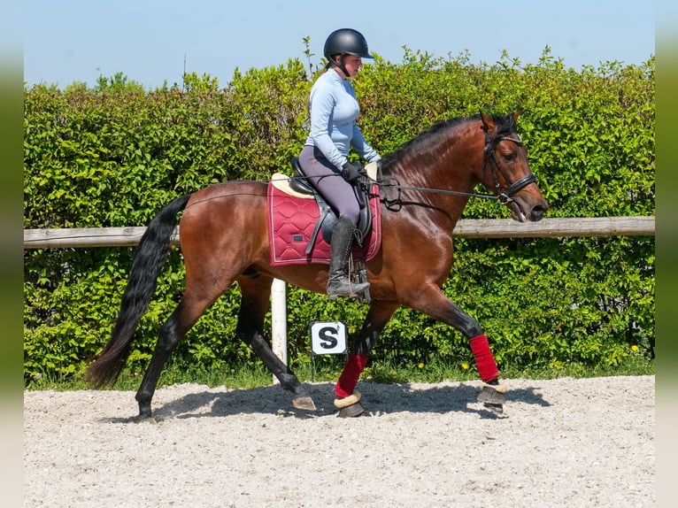Cruzado Wallach 5 Jahre 150 cm Brauner in Neustadt (Wied)