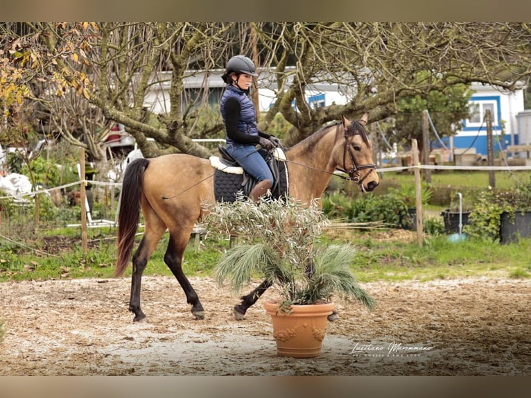 Cruzado Wallach 5 Jahre 150 cm Buckskin in RIO MAIOR
