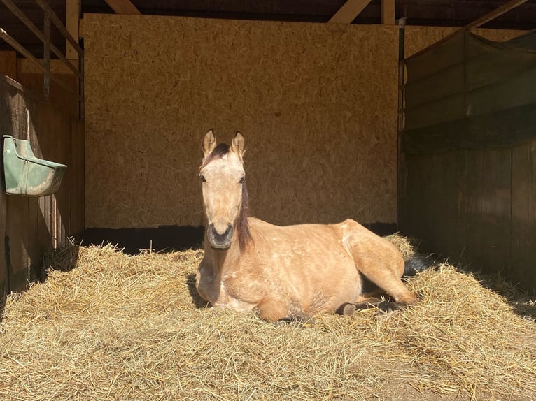 Cruzado Wallach 5 Jahre 150 cm Falbe in Kreuzau