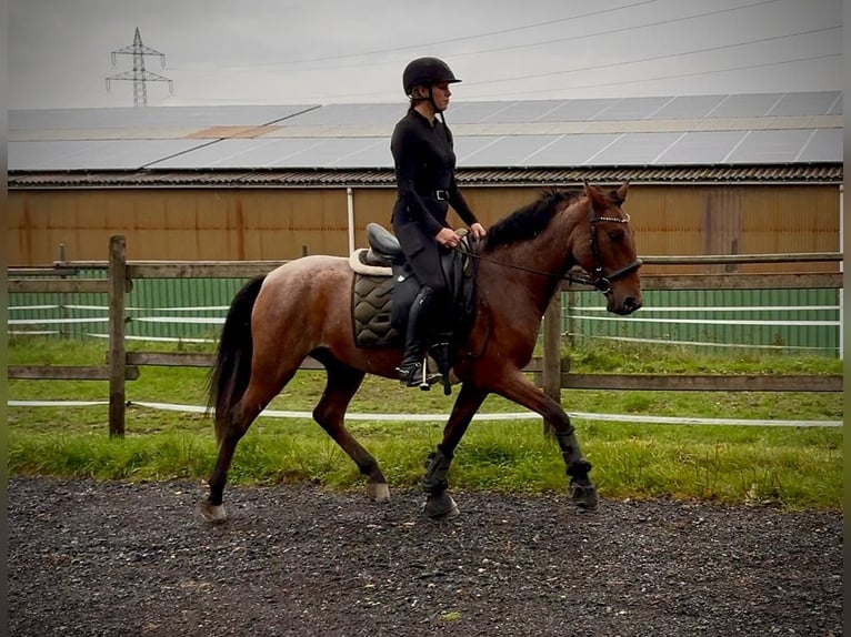 Cruzado Wallach 5 Jahre 150 cm Roan-Red in Neustadt (Wied)