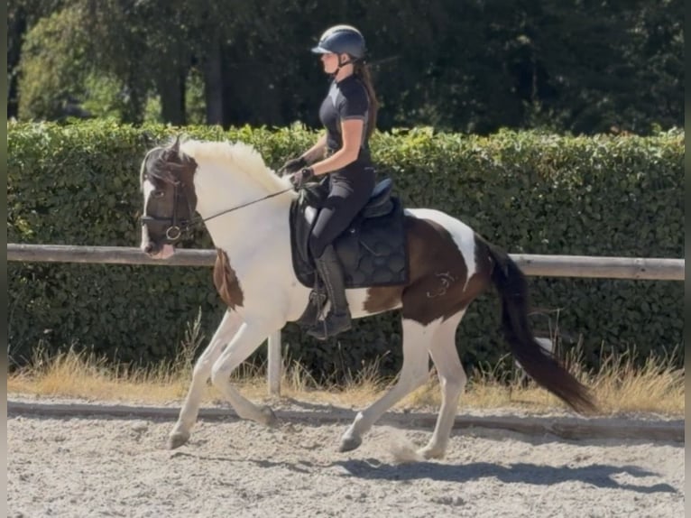 Cruzado Wallach 5 Jahre 150 cm Schecke in Neustadt (Wied)