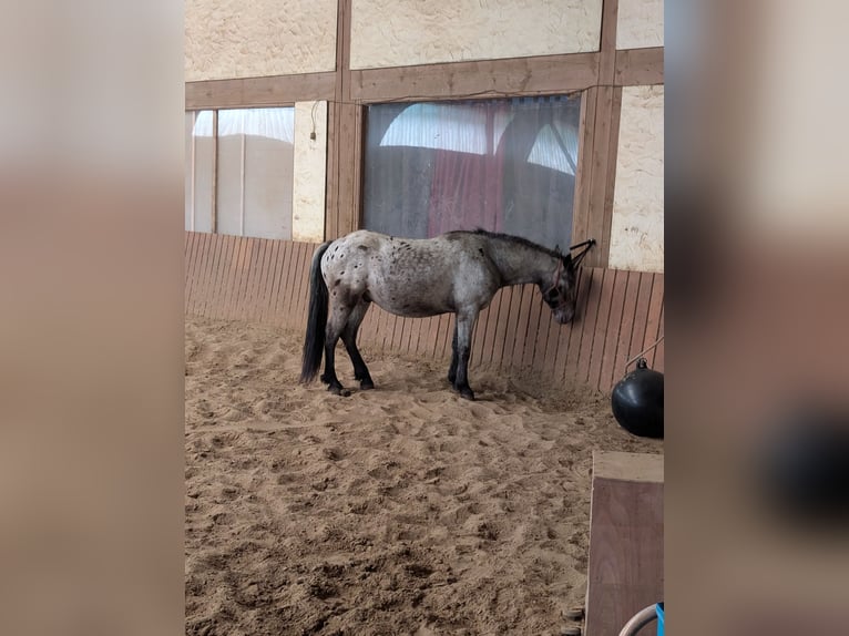Cruzado Wallach 5 Jahre 150 cm in Ulrichstein