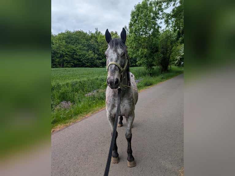 Cruzado Wallach 5 Jahre 150 cm in Ulrichstein