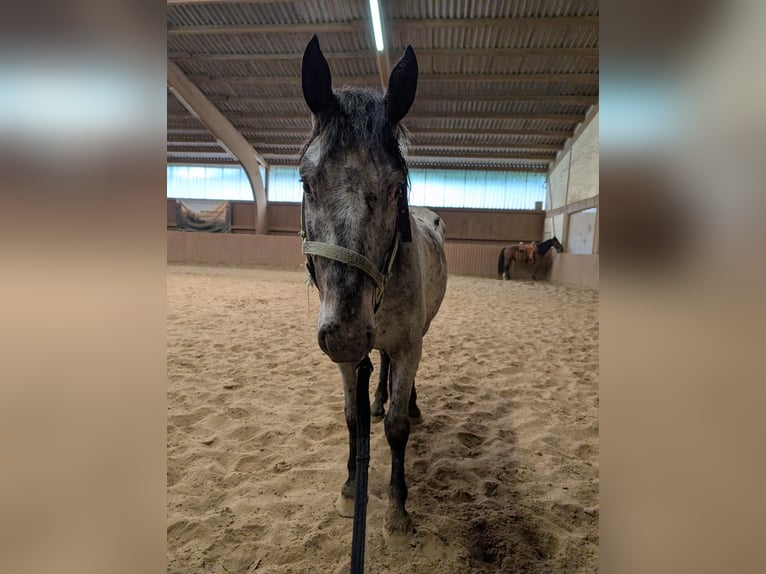 Cruzado Wallach 5 Jahre 150 cm in Ulrichstein