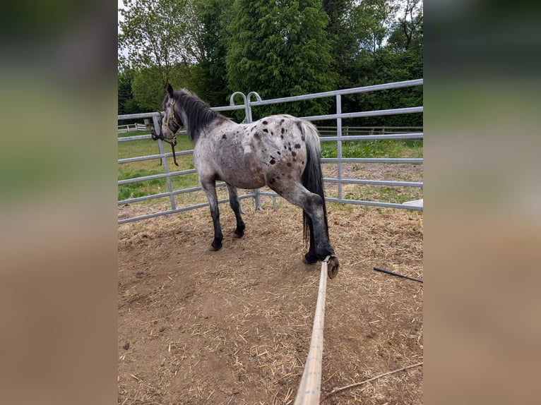 Cruzado Wallach 5 Jahre 150 cm in Ulrichstein