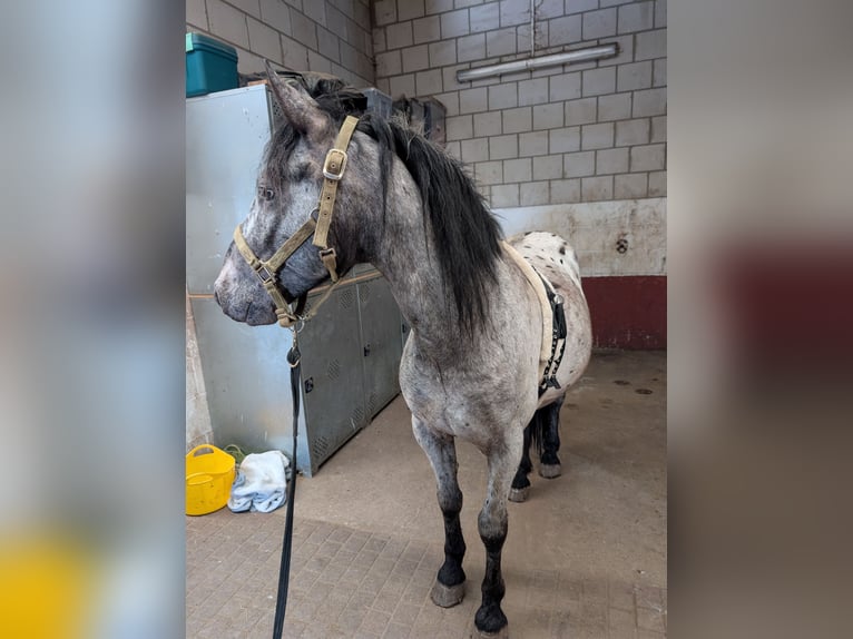 Cruzado Wallach 5 Jahre 150 cm in Ulrichstein