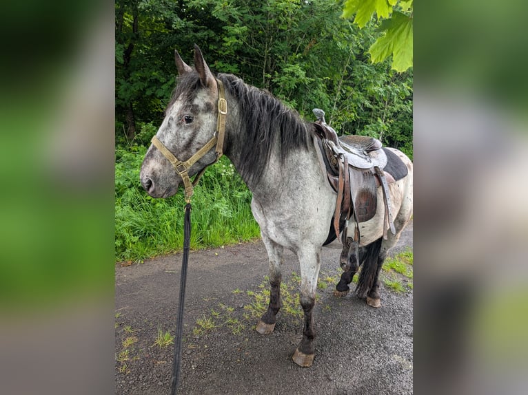 Cruzado Wallach 5 Jahre 150 cm in Ulrichstein