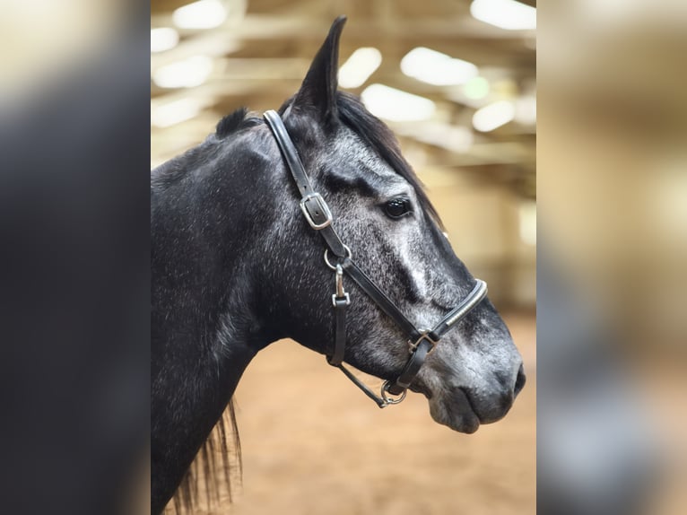 Cruzado Mix Wallach 5 Jahre 154 cm Rappschimmel in Traventhal