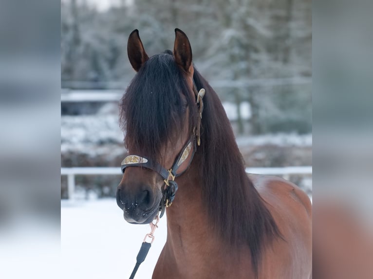 Cruzado Wallach 5 Jahre 158 cm Brauner in Neustadt (Wied)