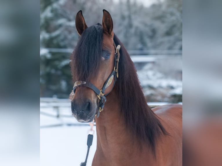 Cruzado Wallach 5 Jahre 158 cm Brauner in Neustadt (Wied)