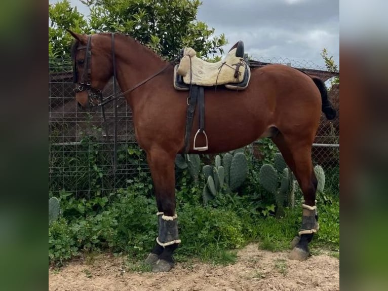 Cruzado Wallach 5 Jahre 160 cm Brauner in Sabadell Cruzado Wallach 5 Jahre 160 cm Brauner in Sabadell