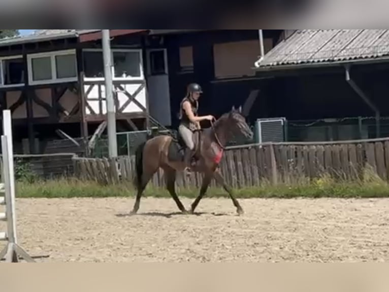 Cruzado Wallach 5 Jahre 160 cm Brauner in Windhagen