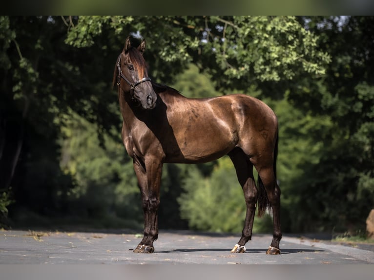 Cruzado Wallach 5 Jahre 160 cm Brauner in Windhagen