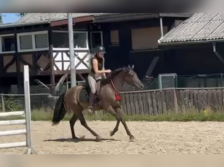 Cruzado Wallach 5 Jahre 160 cm Brauner in Windhagen