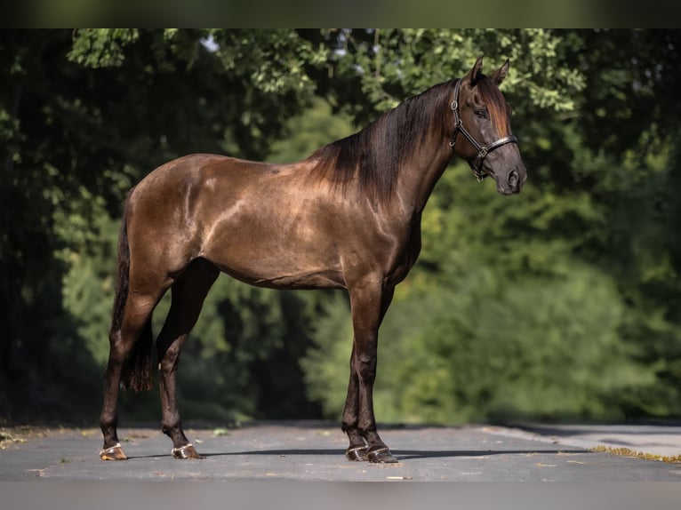 Cruzado Wallach 5 Jahre 160 cm Brauner in Windhagen