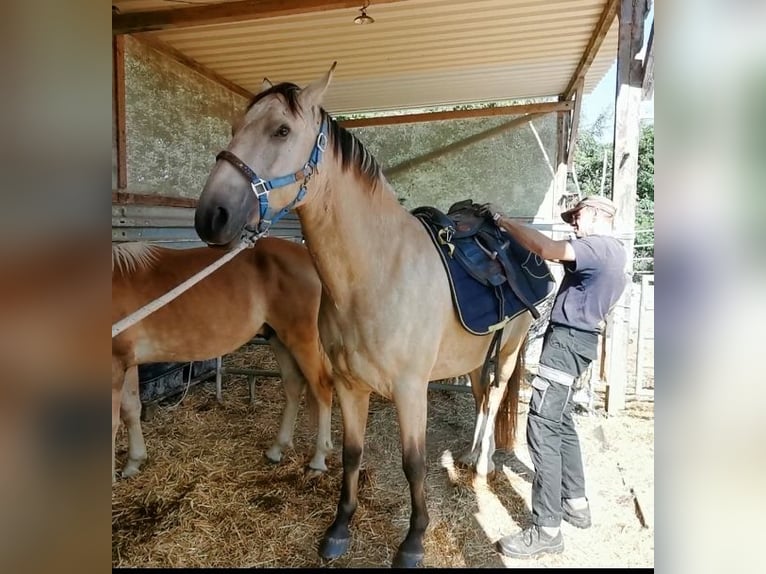 Cruzado Wallach 5 Jahre 160 cm Buckskin in Radolfzell am Bodensee