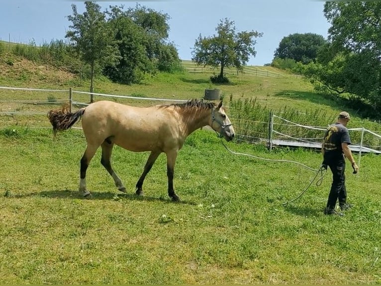 Cruzado Wallach 5 Jahre 160 cm Buckskin in Radolfzell am Bodensee