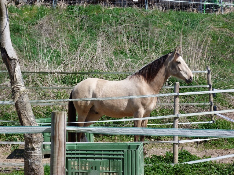 Cruzado Wallach 5 Jahre 160 cm Buckskin in Radolfzell am Bodensee