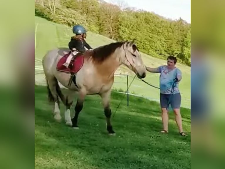 Cruzado Wallach 5 Jahre 160 cm Buckskin in Radolfzell am Bodensee